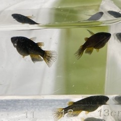 メダカ　ブラックジュエリー✨若魚1ペアの画像