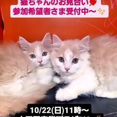 10/22(日)譲渡会。7/2生サイベリアン姉妹(⋈◍＞◡＜◍)。✧♡
