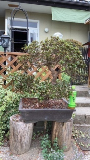 盆栽5鉢【一鉢から値段応相談】