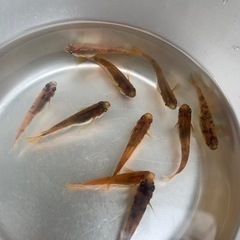 メダカ楊貴妃の画像