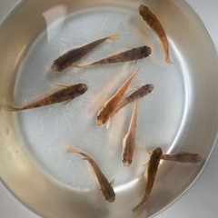 メダカ楊貴妃の画像