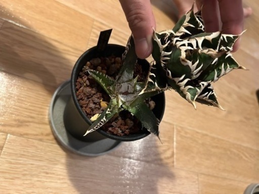 アガベチタノタ　胴切り一覧