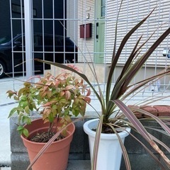 おしゃれ庭木セット