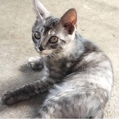 三毛猫男の子兄弟、生後2ヶ月の画像