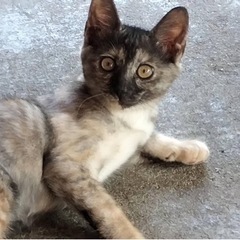 三毛猫男の子兄弟、生後2ヶ月の画像