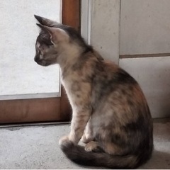 三毛猫男の子兄弟、生後2ヶ月の画像