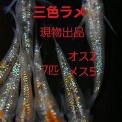 鹿児島県 鹿児島駅のめだかの中古が安い！激安で譲ります・無料であげます｜ジモティー