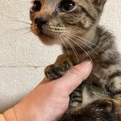 子猫の里親募集です。
