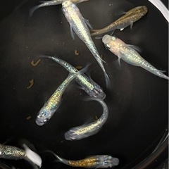 ✨彩華めだか　現物9匹