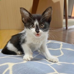 飼い主になってくれそうな方が現れたため受付けを終了します。ご検討...