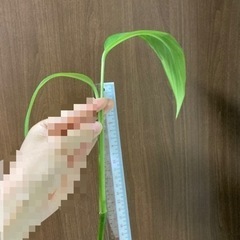 ⭐︎ヤマサキカズラ　1株