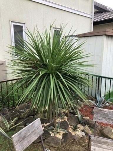 ドラセナ　ニオイシュロラン