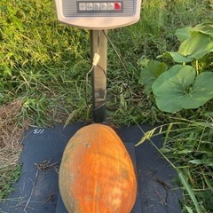ハロウィンカボチャ本物