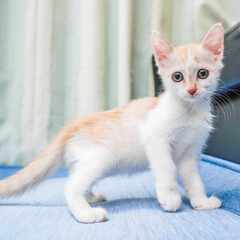 in春日井市☆全部で子猫が60匹～2会場で子猫の大祭！☆2023...