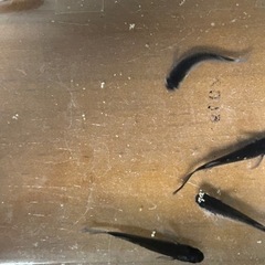 黒天幻龍両目ブルーアイ1ペア1000円　メダカ　めだかの画像