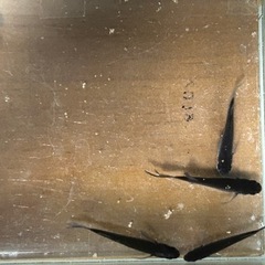 黒天幻龍両目ブルーアイ1ペア1000円　メダカ　めだかの画像