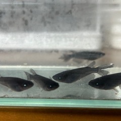 黒天幻龍両目ブルーアイ1ペア1000円　メダカ　めだかの画像