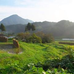令和４年産　にじのきらめき　玄米