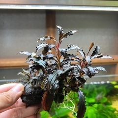 ブセファランドラクダガン(大)の画像