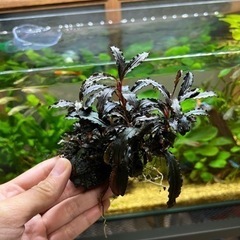 ブセファランドラクダガン(大)の画像