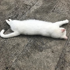 商店街を散歩してくれる方