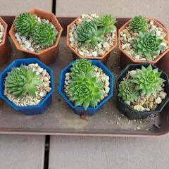値下げしました‼　多肉植物‼　センペルビウム‼の画像