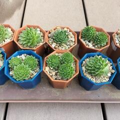 値下げしました‼　多肉植物‼　センペルビウム‼の画像