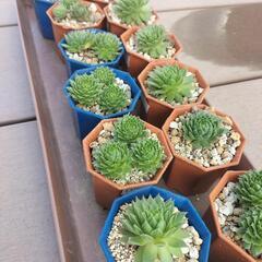 値下げしました‼　多肉植物‼　センペルビウム‼