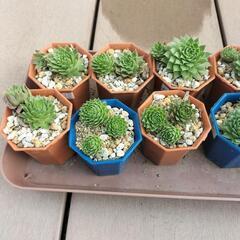 値下げしました‼　多肉植物‼　センペルビウム‼の画像