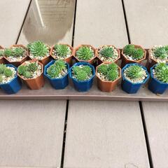 値下げしました‼　多肉植物‼　センペルビウム‼の画像