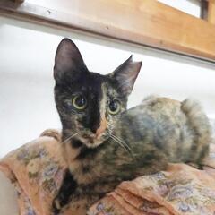 珍しいオリエンタルショートヘアの様な美猫さん