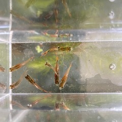 エントラーズライブベアラー　10匹　残りわずか！の画像