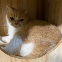 ⭐️里親様募集⭐️