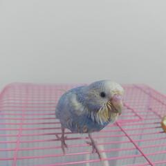 (募集締め切り)セキセイインコの里親探しています