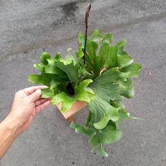 ビカクシダ　ワリチー　1鉢　胞子葉は間がら出ています　最後の写真...