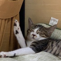 甘えん坊のキジトラ子猫の里親募集