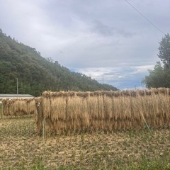 令和4年　コシヒカリ　ハゼ掛け　籾付2袋約60kg