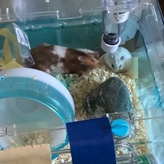 ハムちゃん