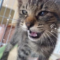 生後6〜8ヶ月くらい　可愛い男の子の子猫ちゃんです！甘えん坊さん...