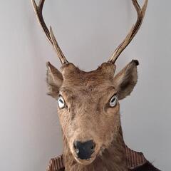 ハンタートロフィー 鹿の画像