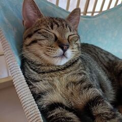 黒猫　🍀姉弟 − 東京都