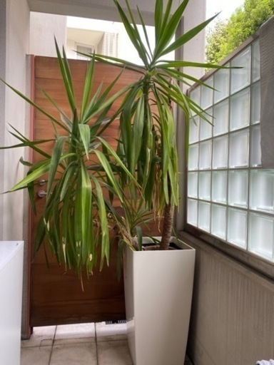 10/12迄❗️ 観葉植物 大型　メキシコチモラン