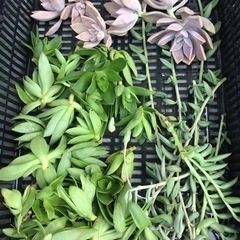 多肉植物・色々たくさん全部での画像