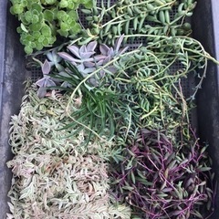 多肉植物・色々たくさん全部での画像