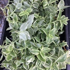 多肉植物・色々たくさん全部での画像