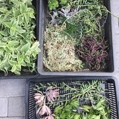 多肉植物・色々たくさん全部で