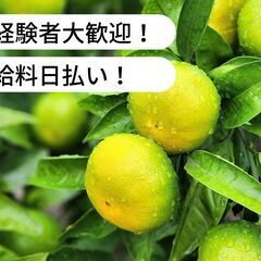 【日払い】愛媛県宇和島市吉田町白浦でみかん採取・運搬・選果のお仕...