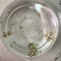 〜お取引き中〜3品種のメダカの卵達