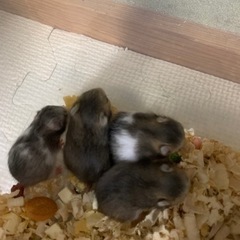 【たくさんのお問い合わせありがとうございました。返信できなかった...