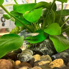 熱帯魚　MIXグッピー　幼魚5匹　上野/御徒町